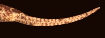 Media type: image;   Herpetology R-173870